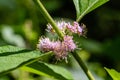 American beautyberry Callicarpa americana flower closeup - Davie, Florida, USA