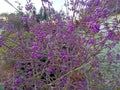 American beautyberry (Callicarpa americana) shrub in frozen autumn morning environment Royalty Free Stock Photo
