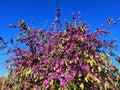 American beautyberry (Callicarpa americana) shrub with vibrant purple berries in profusion under deep blue sky Royalty Free Stock Photo
