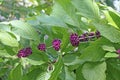 American Beautyberry  full of clusters of purple  berries Royalty Free Stock Photo