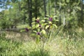 American Beautyberry