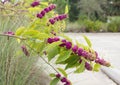 American Beautyberry shrub (Callicarpa americana) Royalty Free Stock Photo