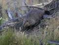 American beaver building lodge with underwater plants and sticks