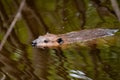 An American Beaver swimming