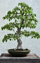 American Beech Bonsai Tree in a Pot Royalty Free Stock Photo