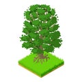 American beech icon, isometric style