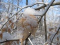 American Beech Leaves in Winter2