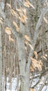 American Beech Tree in Winter