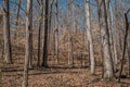 American beech trees in a forest Royalty Free Stock Photo