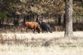 Angus Cattle in autumn field with trees Royalty Free Stock Photo