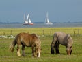 American Belgian Draft horses grazing on pasture near North Sea coast with sailboats in background Royalty Free Stock Photo