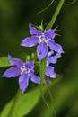 American Bellflower  806183 Royalty Free Stock Photo