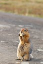 The American or Beringian ground squirrel (Urocitellus parryii). The gopher is standing on dirt road a