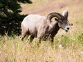 American bighorn sheep grazing on a meadow