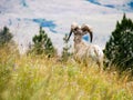 American bighorn sheep on a meadow