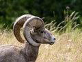 American bighorn sheep on a meadow