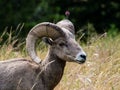 American bighorn sheep on a meadow