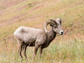 American bighorn sheep on a meadow