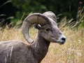 American bighorn sheep on a meadow