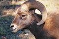 American Bighorn Sheep Ram