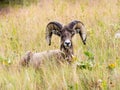 American bighorn sheep sitting in the grass