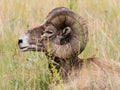 American bighorn sheep sitting in the grass