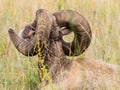 American bighorn sheep sitting in the grass