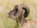 American bighorn sheep sitting in the grass