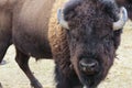 American Bison Royalty Free Stock Photo