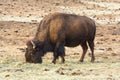 American bison Royalty Free Stock Photo