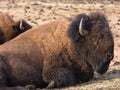 American bison Royalty Free Stock Photo