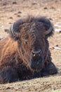 American bison Royalty Free Stock Photo