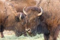 American bison Royalty Free Stock Photo