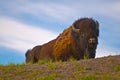 American Bison