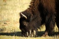 American Bison Royalty Free Stock Photo