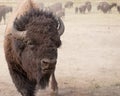 American Bison Royalty Free Stock Photo