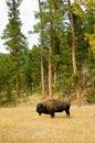 American bison Royalty Free Stock Photo