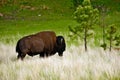 American Bison Royalty Free Stock Photo