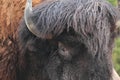 American bison Royalty Free Stock Photo