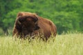American Bison Royalty Free Stock Photo