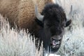 American bison Royalty Free Stock Photo