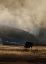 American Bison Royalty Free Stock Photo
