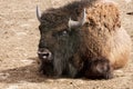 Portrait of one American bison