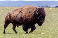 The American Bison, also Known as the American Buffalo, Wandering Free in Oklahoma Royalty Free Stock Photo