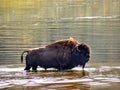 American Bison or American Buffalo & x28;Bison bison& x29;, male crossing a river, Yellowstone national park, Wyoming, USA Royalty Free Stock Photo