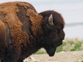 American Bison Antelope Island Utah Royalty Free Stock Photo