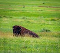 American Bison in the Badlands