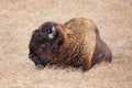 American Bison in Badlands National Park