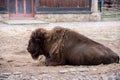 American bison in Bewrlin Zoo - Germany