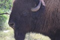 American Bison